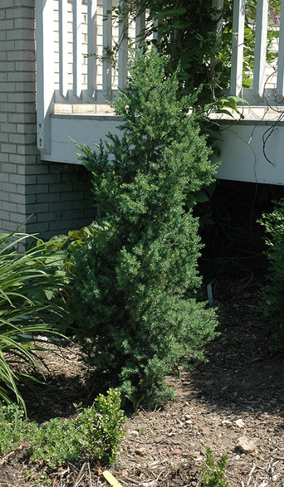 TAXUS MED CITATION #5