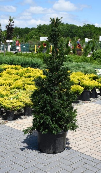 TAXUS MED DK GREEN PYRAMIDAL #5