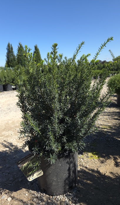 TAXUS DK GREEN SPREADER #5