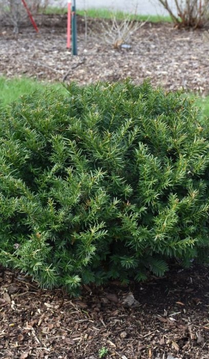 TAXUS STONEHENGE DARK DRUID #2