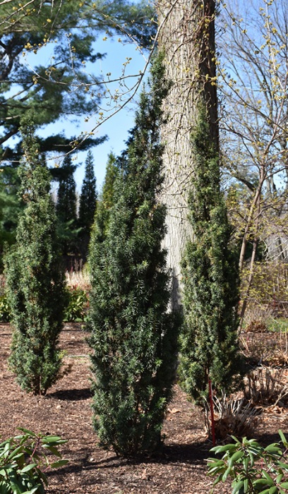 TAXUS STONEHENGE SKINNY #6