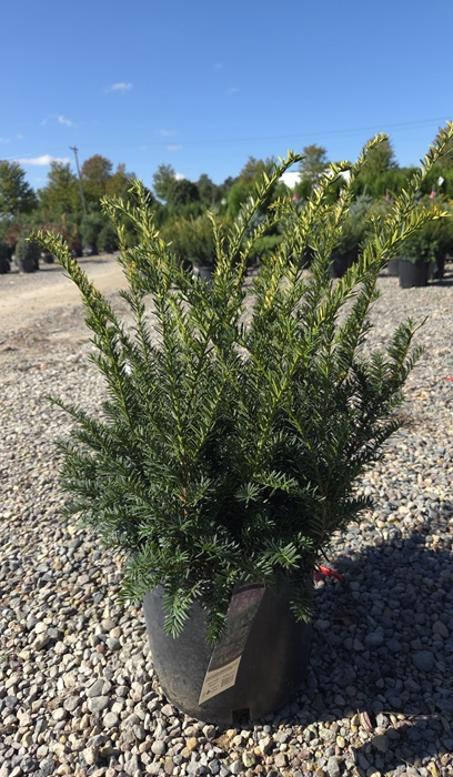 TAXUS MED TAUNTON YEW #3