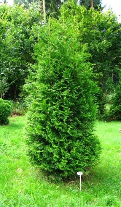 THUJA OCC WHITE CEDAR 5' BB