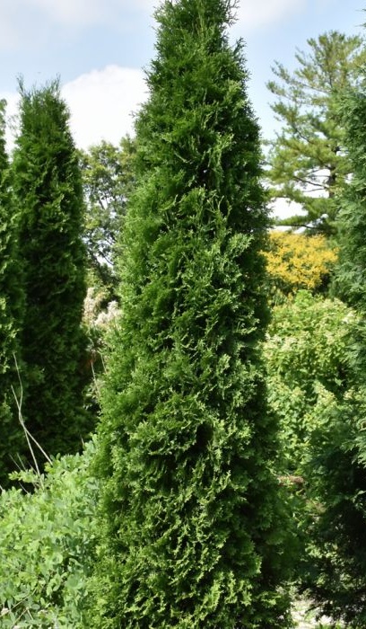 THUJA OCC AMERICAN PILLAR #10