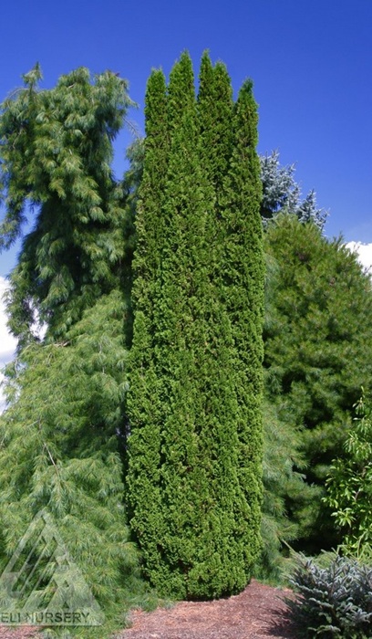 THUJA OCC DEGROOT SPIRE #20