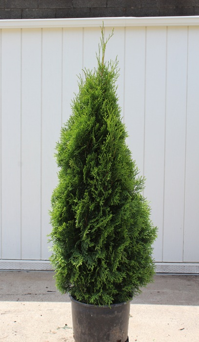 THUJA OCC EMERALD #10