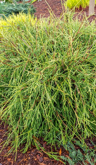 THUJA OCC FILIFORMIS #3