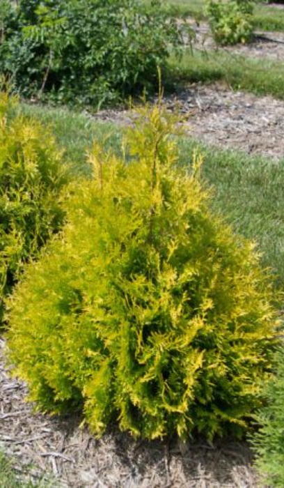 THUJA OCC LEMON BURST #5 FE