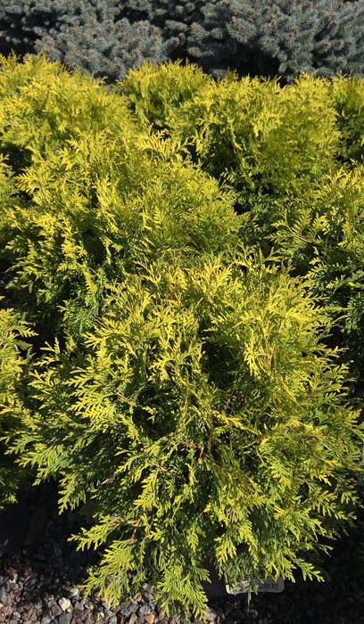 THUJA OCC GOLDEN GLOBE #2