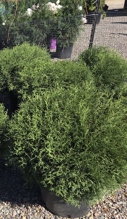 THUJA OCC HETZ MIDGET #2