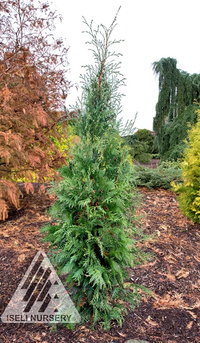 THUJA OCC HETZ WINTERGREEN 6'BB