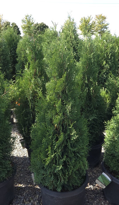 THUJA OCC HOLMSTRUP #5 R3