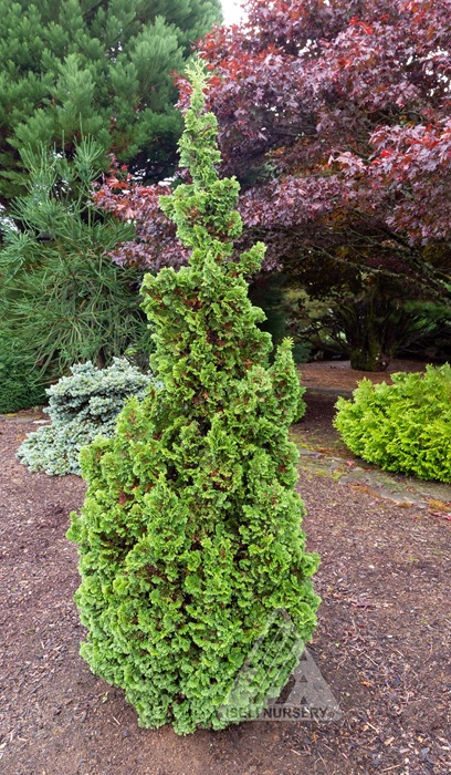 THUJA OCC KELSOKI SPIRE #10