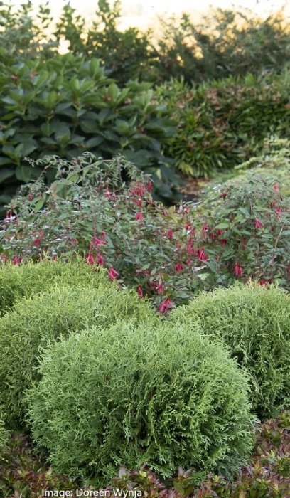 THUJA OCC LITTLE GIANT #5