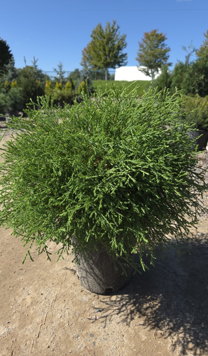 THUJA OCC MR. BOWLING BALL #5