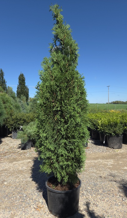 THUJA OCC NORTH POLE #2 PW R6