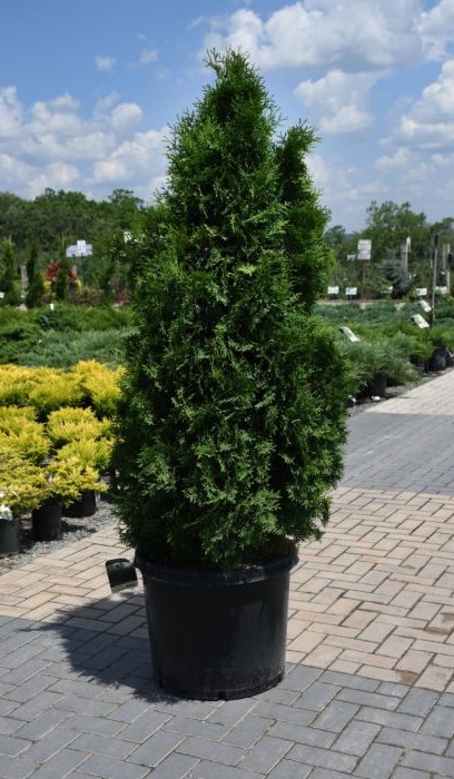 THUJA OCC PYRAMIDALIS #15