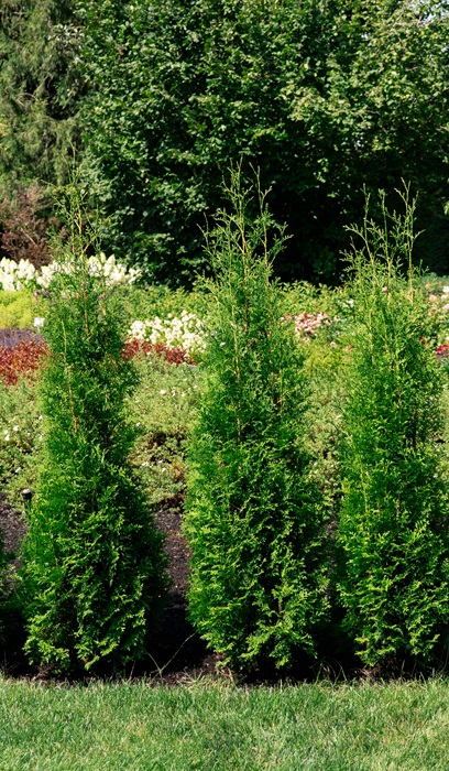 THUJA OCC PRIVATE JET #2 BE