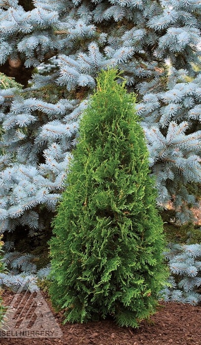 THUJA OCC RUSHMORE 8' BB