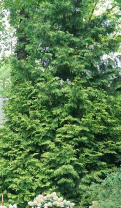 THUJA OCC STING #2 PW