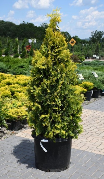 THUJA OCC SUNKIST #3 R4 S25