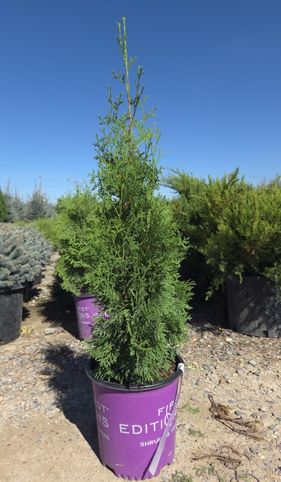THUJA OCC TALL GUY #5 FE