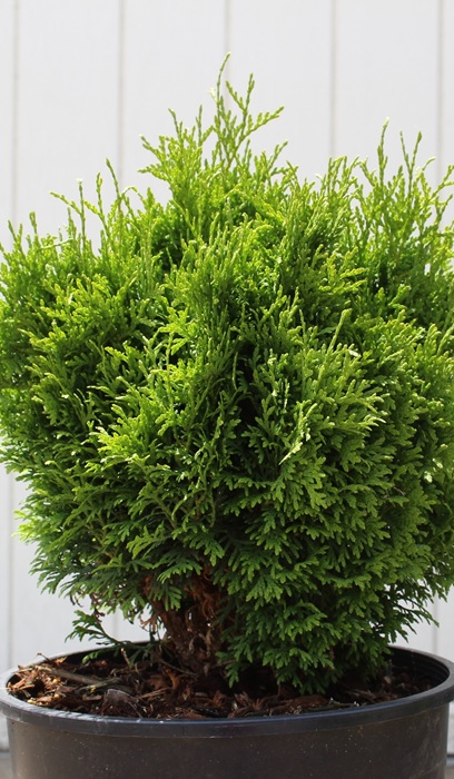 THUJA OCC TATOR TOT #2 PW