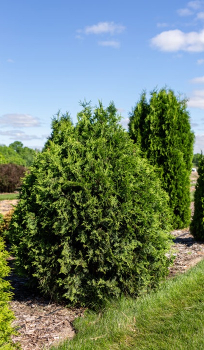 THUJA OCC TECHNITO #7 FE