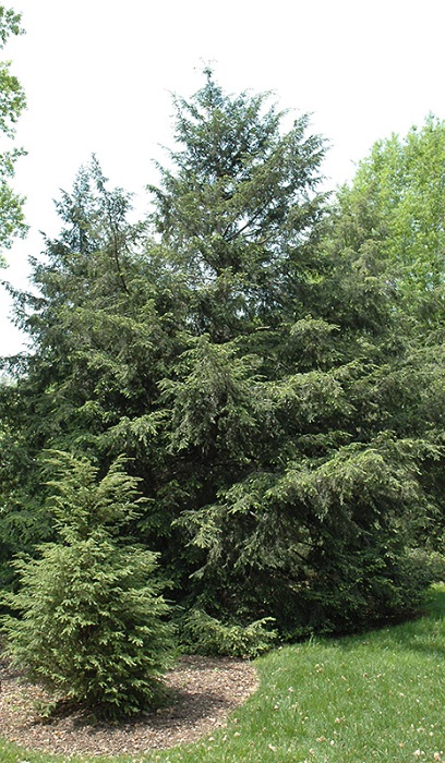 TSUGA CAN CANADIAN HEMLOCK 6' BB