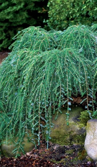 TSUGA CAN COLE'S PROSTRATE #3