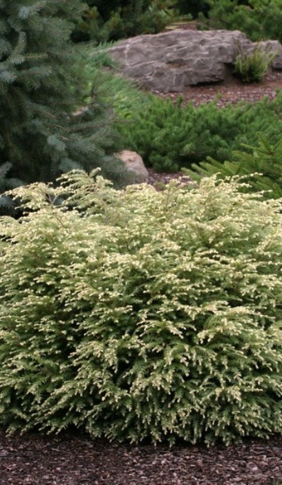 TSUGA CAN MOON FROST #3