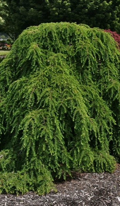 TSUGA CAN PENDULA #7