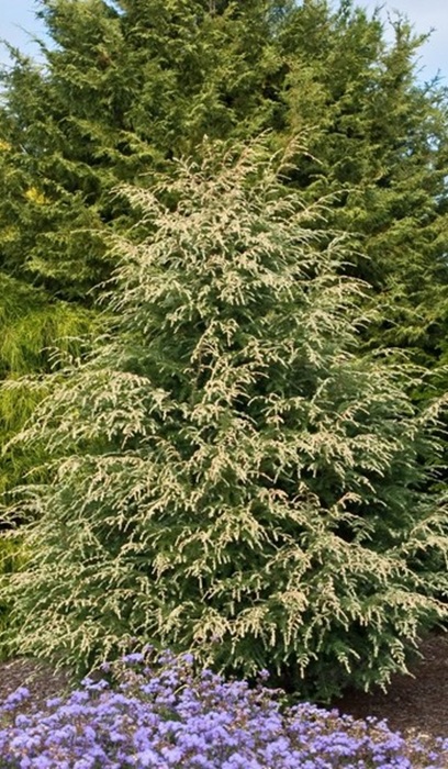 TSUGA CAN SUMMER SNOW #3