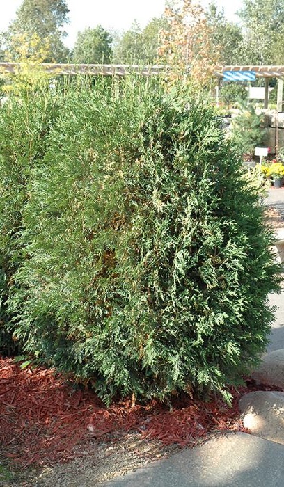 THUJA OCC TECHNY GLOBE #10