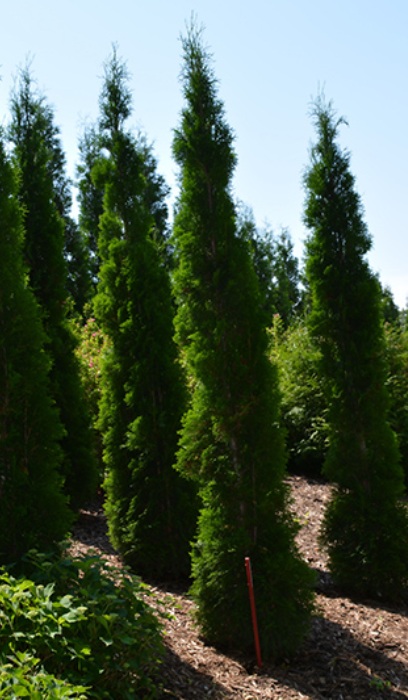 THUJA OCC THIN MAN #10