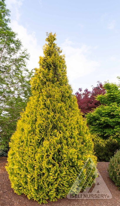 THUJA OCC YELLOW RIBBON #10