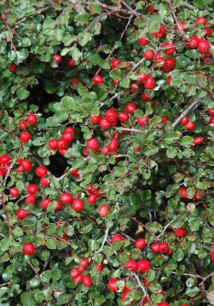 COTONEASTER API CRANBERRY #2