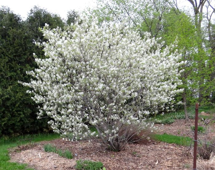AMELA ALN REGENT SERVICEBERRY #5