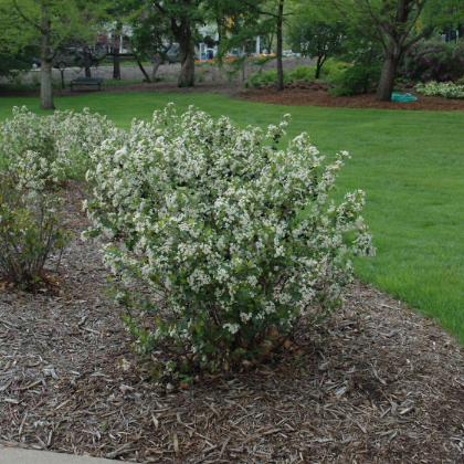 ARONIA MEL GLOSSY BLACK #2