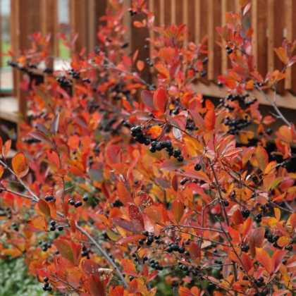 ARONIA MEL AUTUMN MAGIC #5