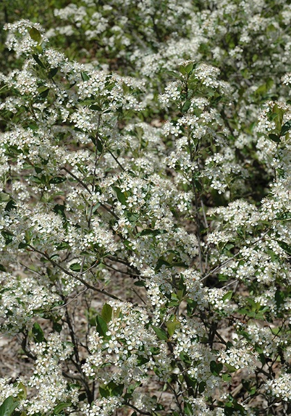 ARONIA MEL IROQUOIS BEAUTY #2