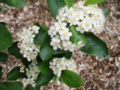 ARONIA MEL VIKING #2