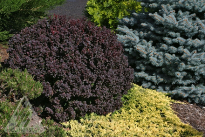 BERBE CONCORDE BARBERRY #2