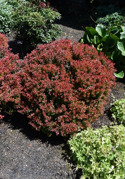 BERBE THU GOLDEN RUBY #2