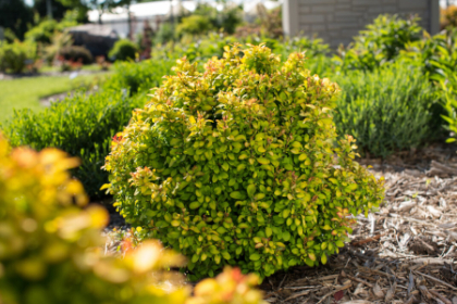 BERBE THU LIMONCELLO #2 FE