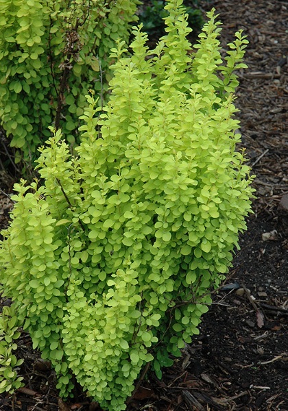 BERBE THU SUNJOY GOLD PILLAR#3PW