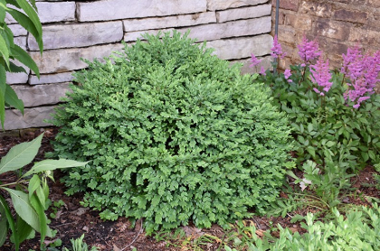 BUXUS CHICAGOLAND GREEN #10