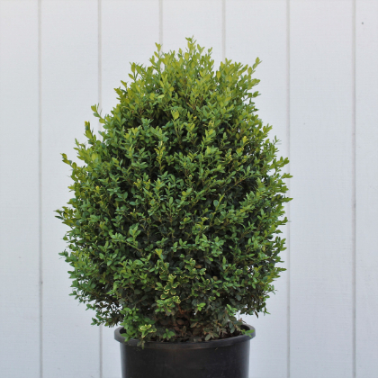 BUXUS GREEN MOUNTAIN BOXWOOD #7