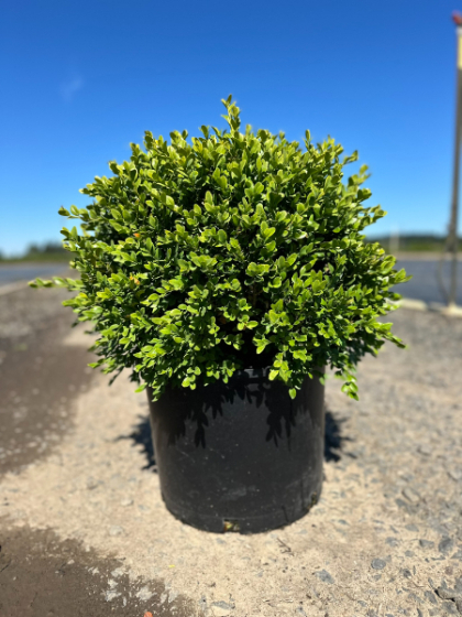 BUXUS GREEN VELVET BOXWOOD #1