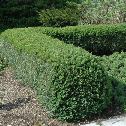 BUXUS NORTHERN CHARM BOXWOOD#5